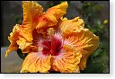 bloemen bloem hdr natuur flora roos rozen tulp tulpen orchidee orchideeen zonnebloem geranium cannabis marihuana wiet hennep sativa indica